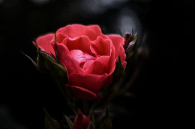 Close-up of rose flower against black background