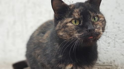 Close-up portrait of black cat