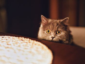 Close-up portrait of cat at home