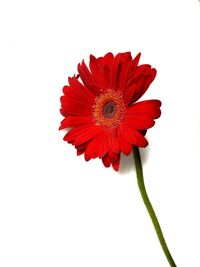 Close-up of red flower against white background