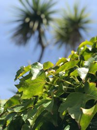 Close-up of fresh green plant against sky