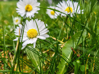 Close-up of white daisy flowers on field