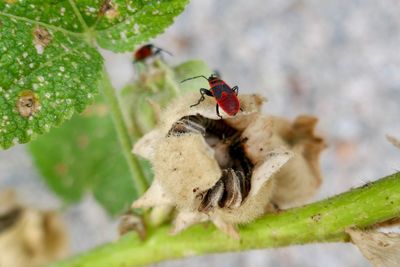 Close-up of insect on plant