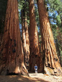 Rear view of man standing by tree trunk