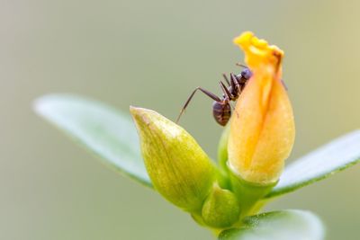 Close-up of yellow flowers