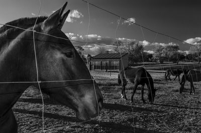 Horses standing in ranch against sky