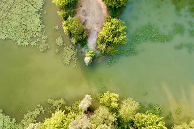 High angle view of plants by lake