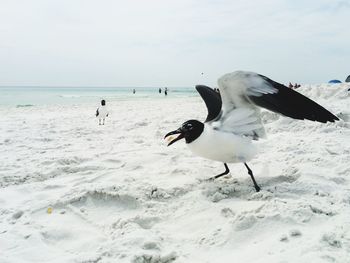 Seagulls on beach