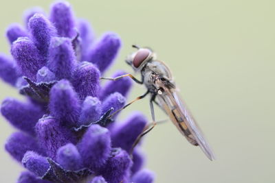 Close-up of purple flowers