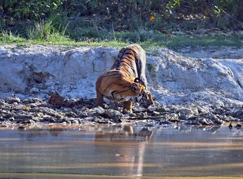 Tiger drinking water