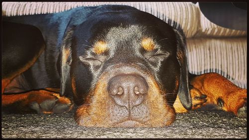 Close-up of sleeping dog