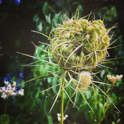 Close-up of dandelion