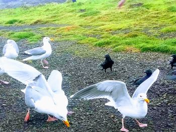 View of seagulls on beach