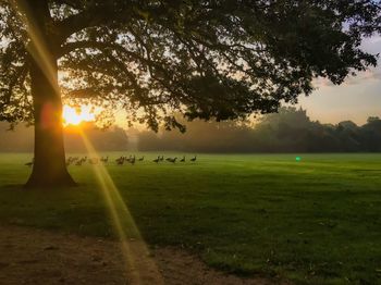 Trees on field against sky during sunset