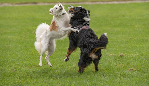 Full length of a dog on field