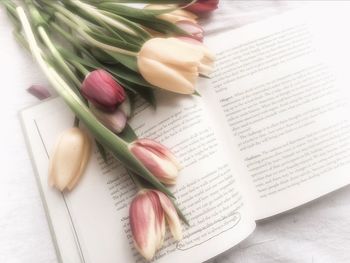 High angle view of tulips on book