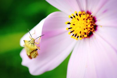 Close-up of insect on yellow flower