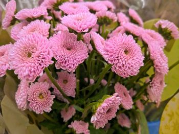 Close-up of pink flowering plants