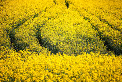 Scenic view of oilseed rape field