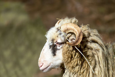 Close-up of sheep