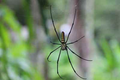 Close-up of spider on web