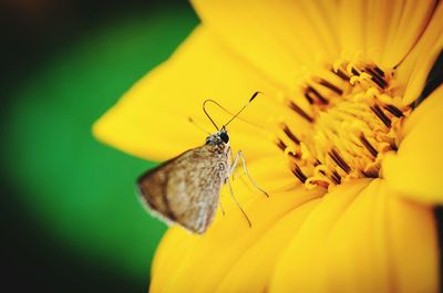 Close-up of butterfly perching on yellow flower