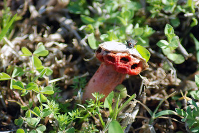 Close-up of lizard on plant