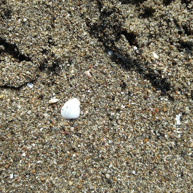 beach, pebble, sand, textured, high angle view, stone - object, nature, backgrounds, close-up, full frame, seashell, shore, ground, day, outdoors, no people, rough, stone, dirt, natural pattern