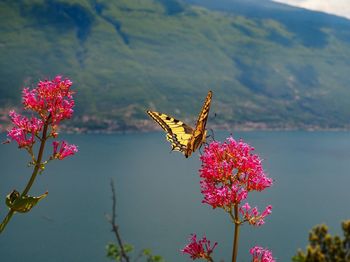 Close-up of butterfly perching on pink flowers blooming outdoors