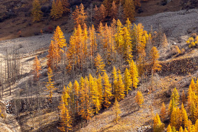 High angle view of trees in forest