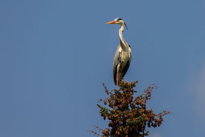 Bird perching on a tree