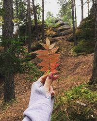 Low section of person holding leaves in forest