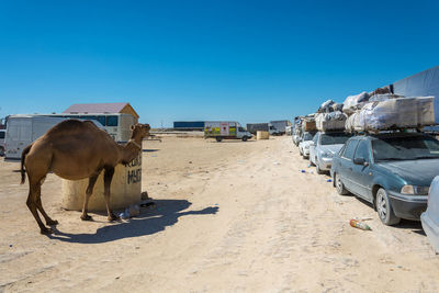 Horse cart on desert against clear blue sky