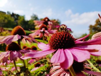 Close-up of coneflower blooming outdoors
