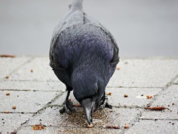 Close-up of bird