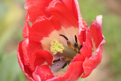 Close-up of red flower blooming outdoors