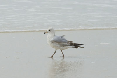 Close-up of seagull on water