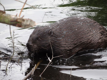 View of an animal in lake