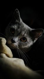 Close-up portrait of a cat