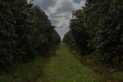 Empty road along plants and trees against sky