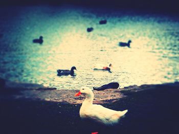 Birds in water