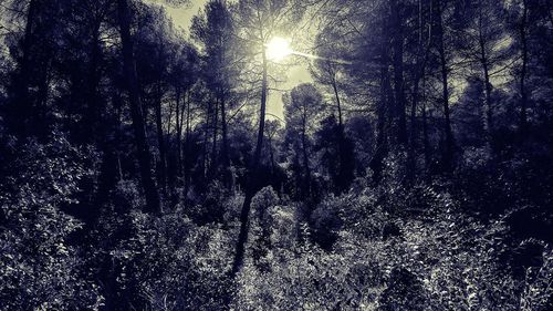 Low angle view of trees against sky in forest