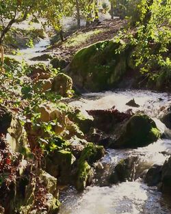 River amidst trees