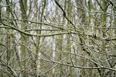 Low angle view of bare trees in forest during winter