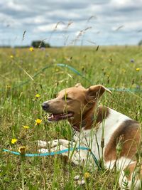 Dog on field against sky