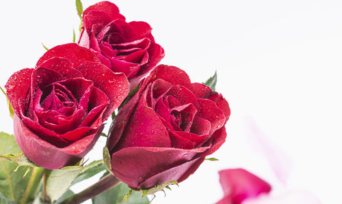 Close-up of pink rose against white background