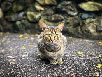 Portrait of cat sitting outdoors