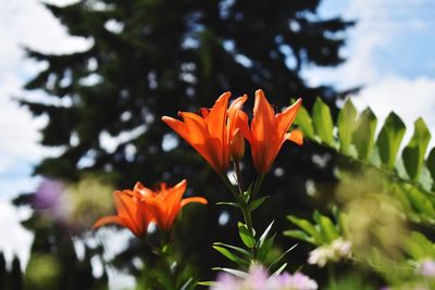 Close-up of orange flowers blooming against sky