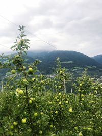 Plants growing on field against sky