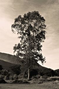 Tree against sky